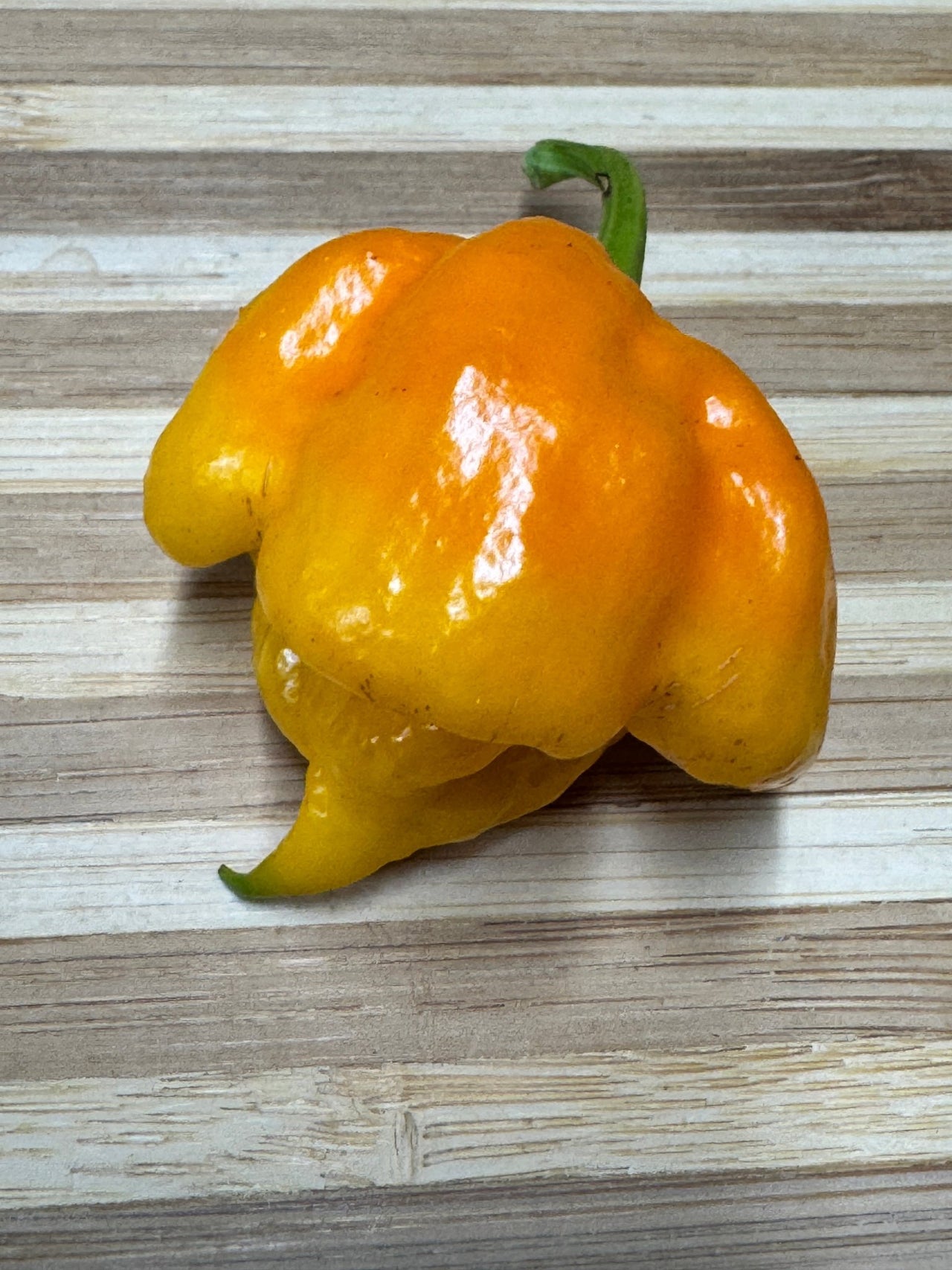 7 Pot Primo Yellow - Seeds - The Pepper Pantry (Formerly Marie Sharp's)