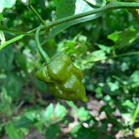 7 Pot Slimer - Seeds - The Pepper Pantry (Formerly Marie Sharp's)