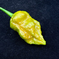 7 Pot Slimer - Seeds - The Pepper Pantry (Formerly Marie Sharp's)