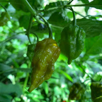 7 Pot Slimer - Seeds - The Pepper Pantry (Formerly Marie Sharp's)