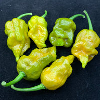 7 Pot Slimer - Seeds - The Pepper Pantry (Formerly Marie Sharp's)