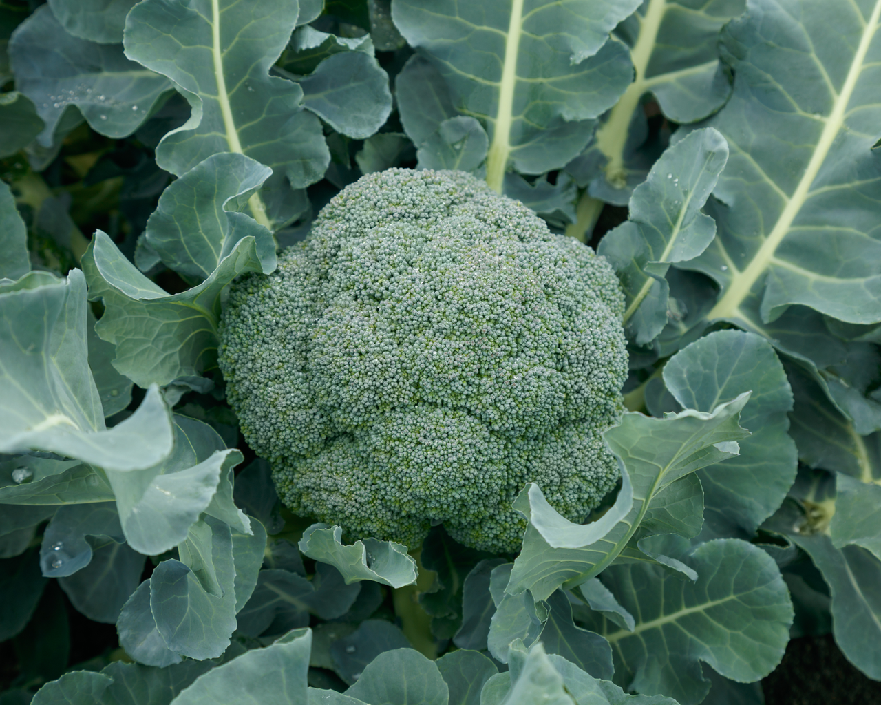 Godzilla Hybrid Broccoli Seeds