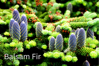 Grow Your Own CHRISTMAS TREE COLLECTION - 4 Gift Packets of Tree Seeds - Fraser Fir, Balsam Fir, Douglas Fir, & Blue Spruce + Free Gift Bag