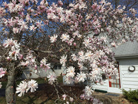 5 STAR MAGNOLIA Stellata TREE Seeds - Fragrant White to Pink Big 4