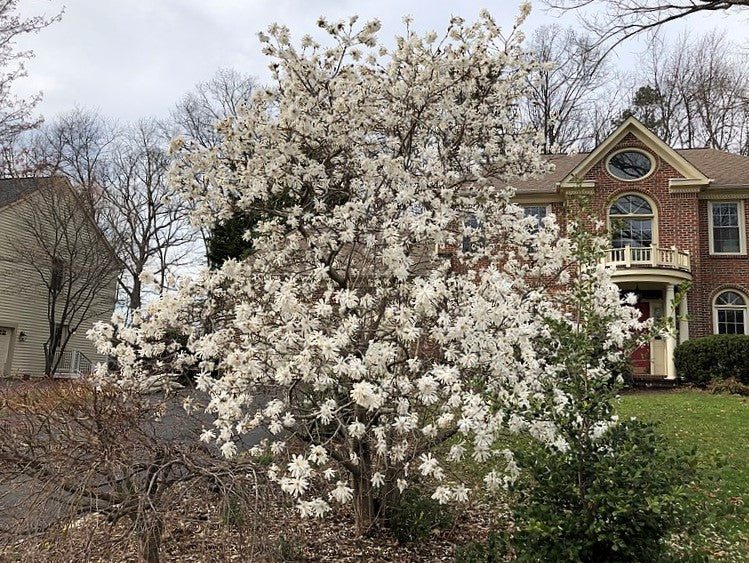5 STAR MAGNOLIA Stellata TREE Seeds - Fragrant White to Pink Big 4" Wide Flowers