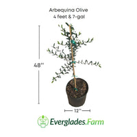 Arbequina Olive Tree, Semi-Dwarf