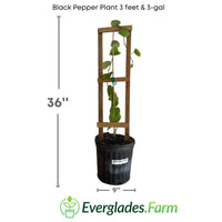 Black Pepper Plant Premium