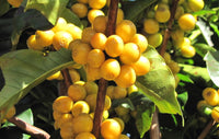 Brazil Decaf
