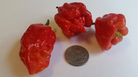 Butch T Scorpion - Seeds