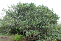 10 PORTIA TREE Yellow Pink Purple Flowers Change Color Pacific Rosewood Tulip Thespesia Populnea Seeds