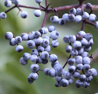 50 BLUE ELDERBERRY Sambucus Cerulea Arizona Blue Elder Tree Shrub Fruit Berry Seeds