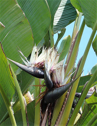 5 GIANT BIRD OF PARADISE Tree Strelitzia Nicolai Wild Banana White Crane Blue Purple Flower Houseplant Seeds