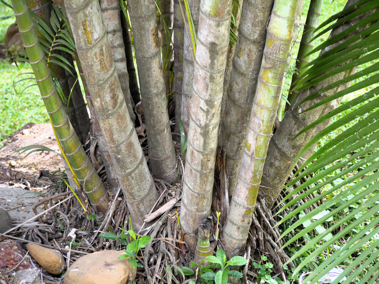 5 BAMBOO PALM Chamaedorea Seifrizii Reed or Parlor Palm Tree Sun Shade Houseplant Seeds