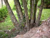 5 BAMBOO PALM Chamaedorea Seifrizii Reed or Parlor Palm Tree Sun Shade Houseplant Seeds