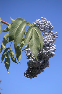 50 BLUE ELDERBERRY Sambucus Cerulea Arizona Blue Elder Tree Shrub Fruit Berry Seeds