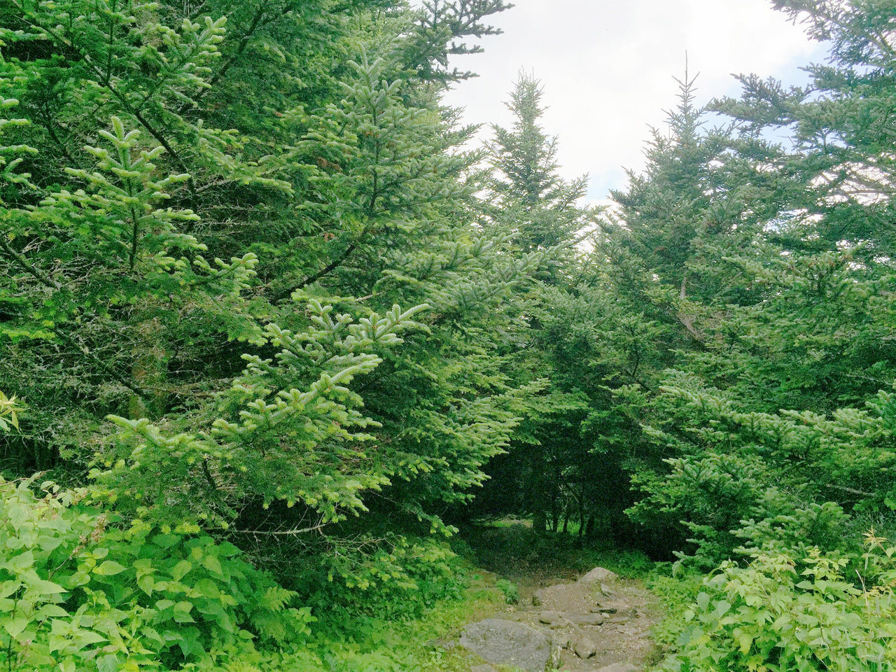 Grow Your Own CHRISTMAS TREE - Fraser Fir ( Abies Fraseri ) Gift Packet of Tree Seeds