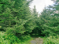 Grow Your Own CHRISTMAS TREE - Fraser Fir ( Abies Fraseri ) Gift Packet of Tree Seeds