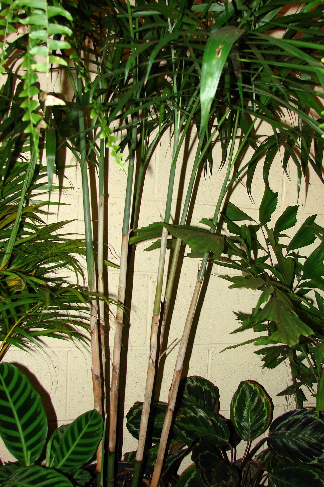 5 BAMBOO PALM Chamaedorea Seifrizii Reed or Parlor Palm Tree Sun Shade Houseplant Seeds