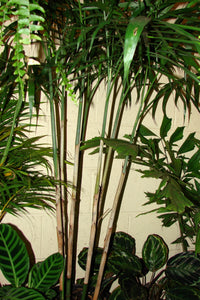5 BAMBOO PALM Chamaedorea Seifrizii Reed or Parlor Palm Tree Sun Shade Houseplant Seeds