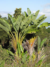5 GIANT BIRD OF PARADISE Tree Strelitzia Nicolai Wild Banana White Crane Blue Purple Flower Houseplant Seeds