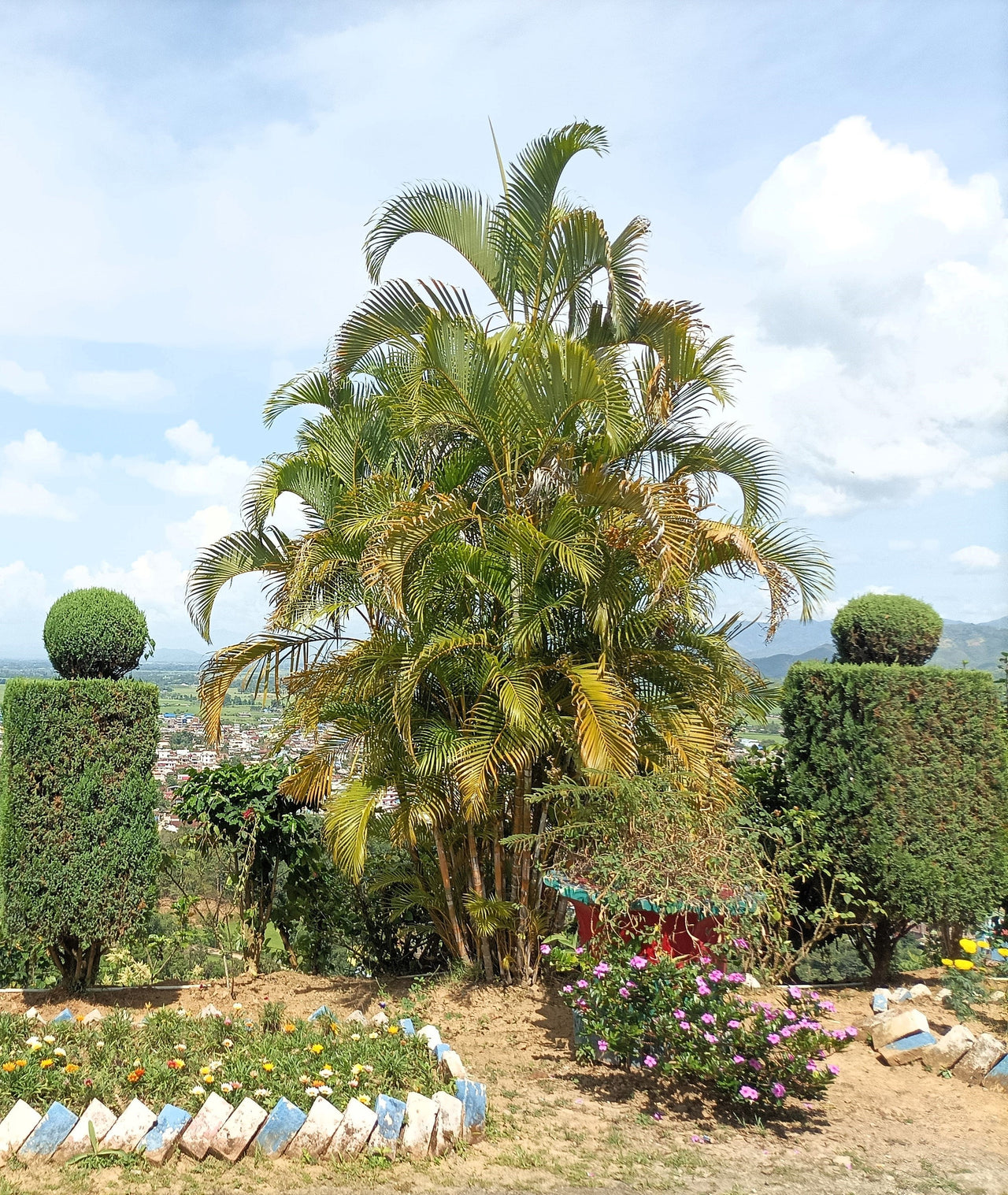 5 BAMBOO PALM Chamaedorea Seifrizii Reed or Parlor Palm Tree Sun Shade Houseplant Seeds