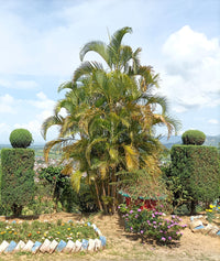 5 BAMBOO PALM Chamaedorea Seifrizii Reed or Parlor Palm Tree Sun Shade Houseplant Seeds