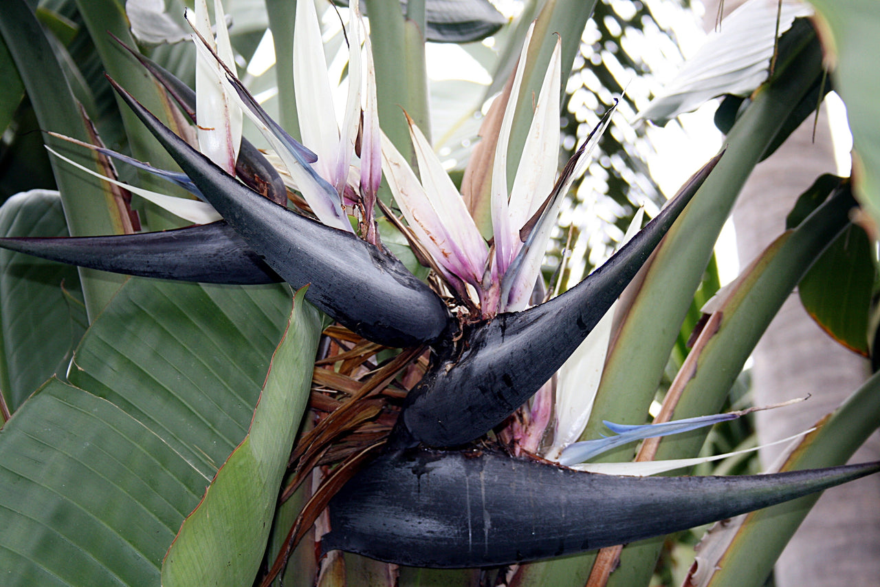 5 GIANT BIRD OF PARADISE Tree Strelitzia Nicolai Wild Banana White Crane Blue Purple Flower Houseplant Seeds