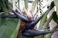 5 GIANT BIRD OF PARADISE Tree Strelitzia Nicolai Wild Banana White Crane Blue Purple Flower Houseplant Seeds