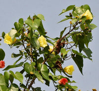 10 PORTIA TREE Yellow Pink Purple Flowers Change Color Pacific Rosewood Tulip Thespesia Populnea Seeds