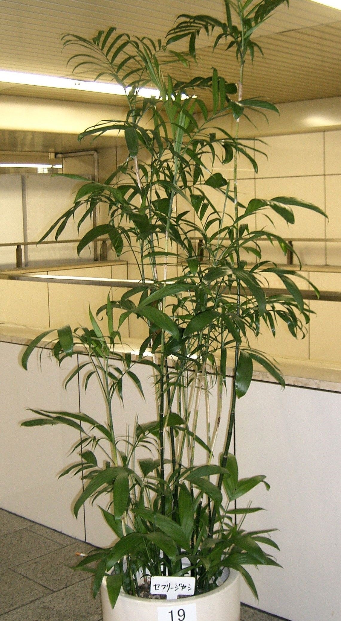 5 BAMBOO PALM Chamaedorea Seifrizii Reed or Parlor Palm Tree Sun Shade Houseplant Seeds