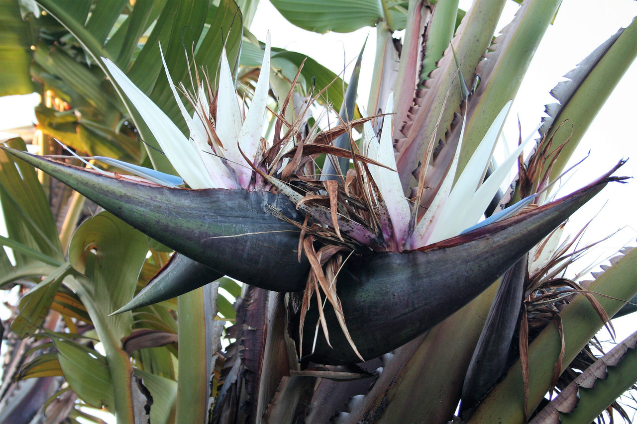 5 GIANT BIRD OF PARADISE Tree Strelitzia Nicolai Wild Banana White Crane Blue Purple Flower Houseplant Seeds