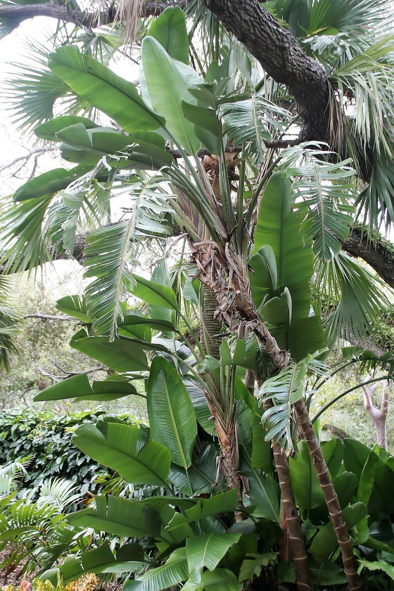 5 GIANT BIRD OF PARADISE Tree Strelitzia Nicolai Wild Banana White Crane Blue Purple Flower Houseplant Seeds