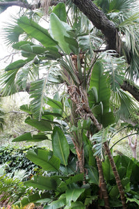 5 GIANT BIRD OF PARADISE Tree Strelitzia Nicolai Wild Banana White Crane Blue Purple Flower Houseplant Seeds