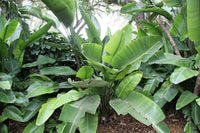 5 GIANT BIRD OF PARADISE Tree Strelitzia Nicolai Wild Banana White Crane Blue Purple Flower Houseplant Seeds