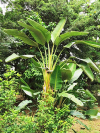 5 GIANT BIRD OF PARADISE Tree Strelitzia Nicolai Wild Banana White Crane Blue Purple Flower Houseplant Seeds