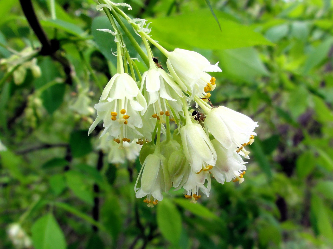 5 AMERICAN BLADDERNUT Tree Staphylea Trifolia Shrub Green Pod White Flower Seeds