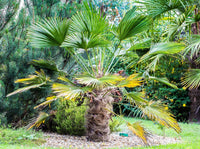 10 WAGNER WINDMILL PALM Dwarf Chusa Trachycarpus Fortunei Wagnerianus Tree Houseplant Seeds