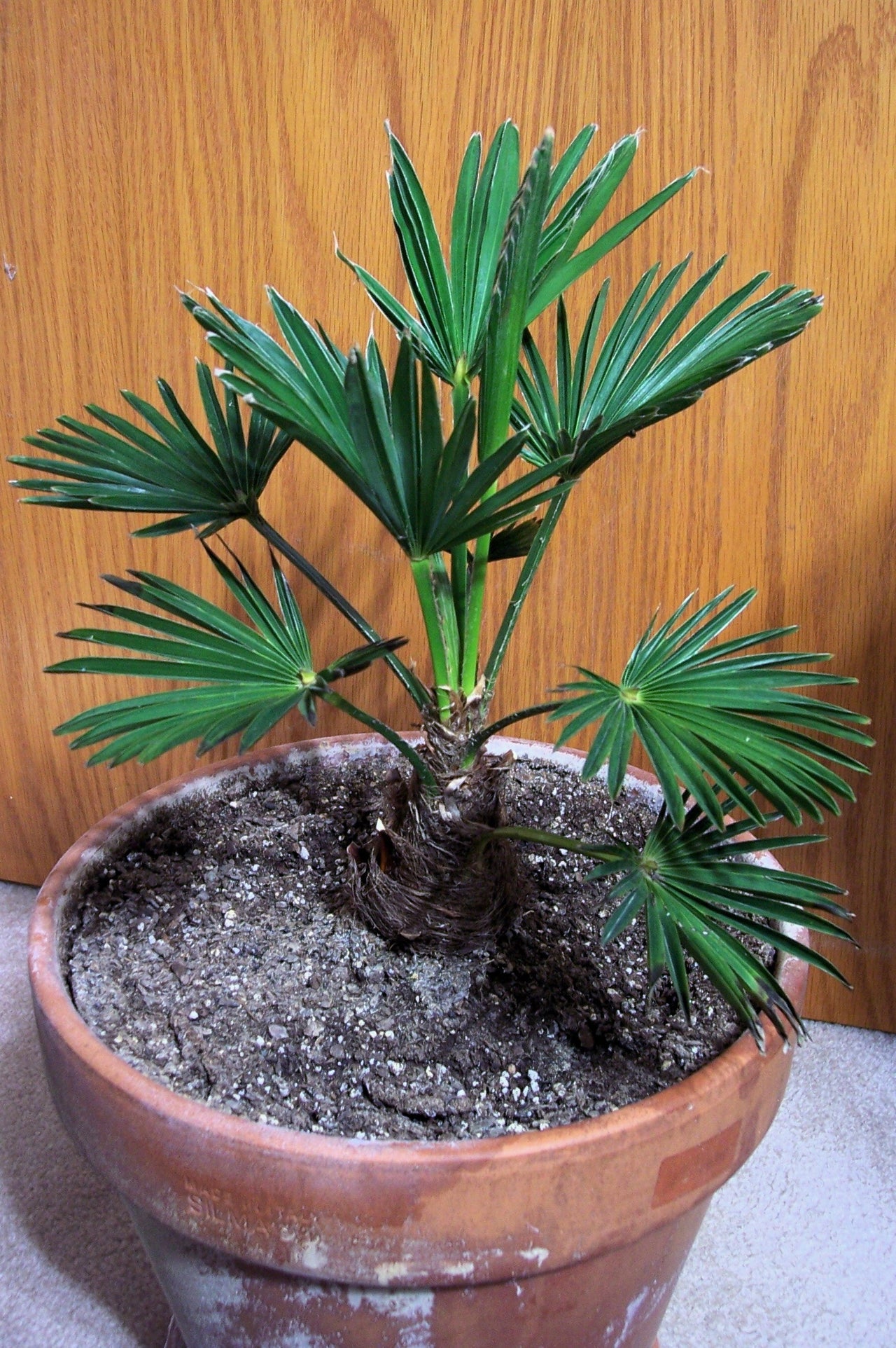 10 WAGNER WINDMILL PALM Dwarf Chusa Trachycarpus Fortunei Wagnerianus Tree Houseplant Seeds
