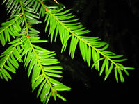 10 PACIFIC YEW Tree Taxus Baccata Brevifolia Evergreen Conifer Sun or Shade Red Ornamental Berry Native Tree Seeds