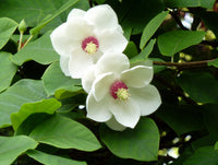 10 OYAMA MAGNOLIA TREE White Pink Flower Pink Pod Sieboldii Siebolds Shrub Seeds
