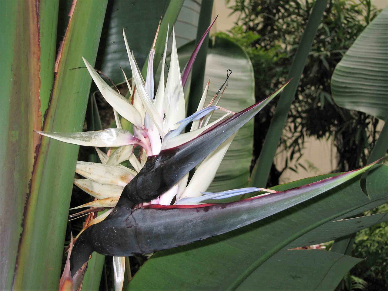 5 GIANT BIRD OF PARADISE Tree Strelitzia Nicolai Wild Banana White Crane Blue Purple Flower Houseplant Seeds