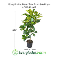 Dang Rasimi Jackfruit Dwarf Tree, from Seedlings