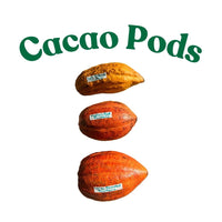 Trinitao Cacao Tree Yellow, Long Ribbed – Fruit-Bearing Theobroma Cacao Tree