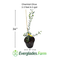 Chemlali Olive Tree