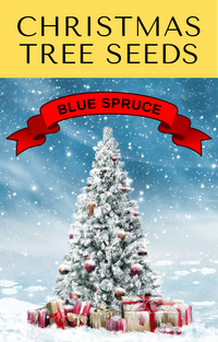 50 Colorado BLUE SPRUCE Tree Picea Pungens Glauca Christmas Tree White Silver Spruce Evergreen Seeds