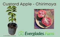 Red Custard Apple, Chirimoya Tree
