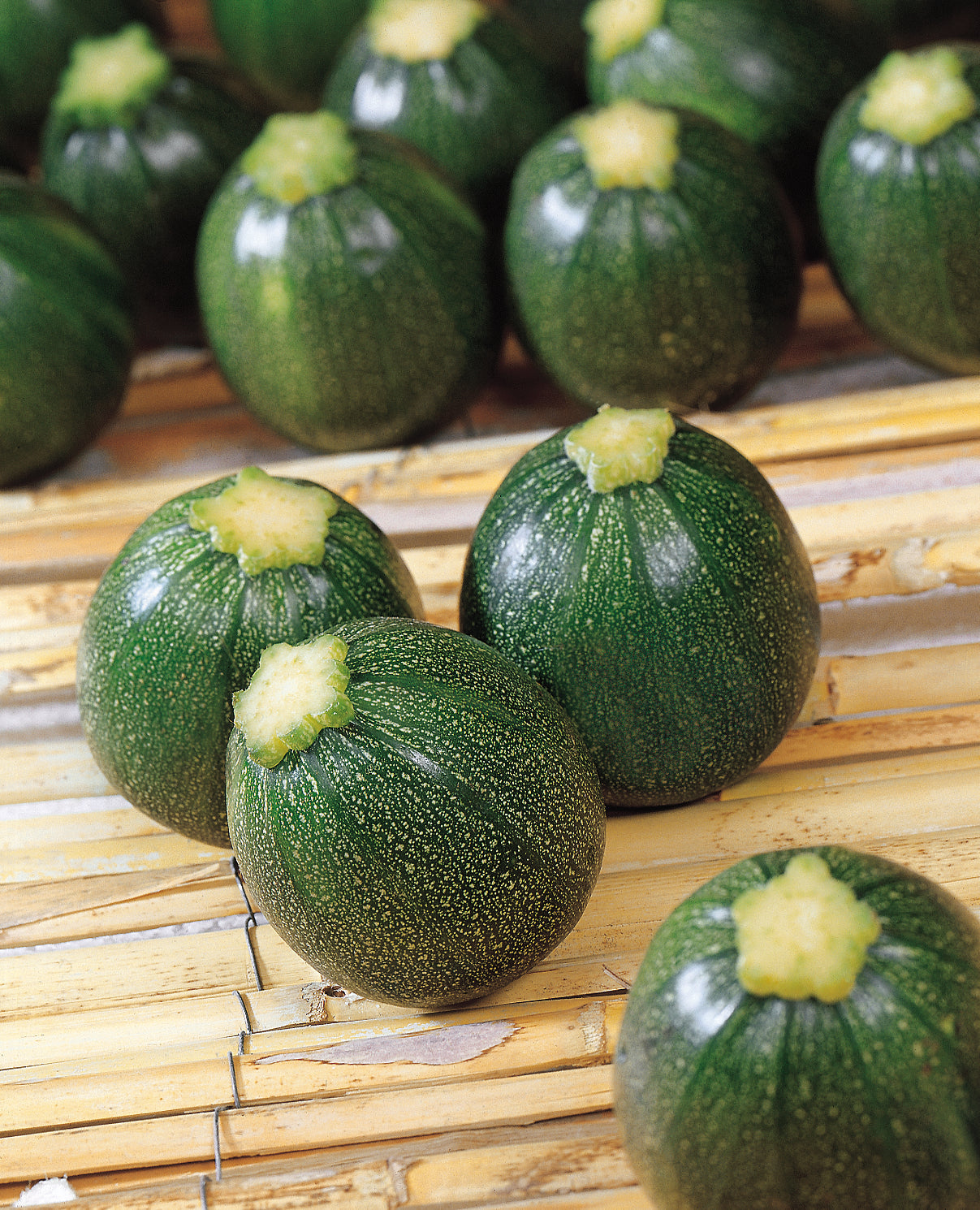 Eight Ball Hybrid Zucchini Squash Seeds