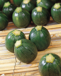 Eight Ball Hybrid Zucchini Squash Seeds
