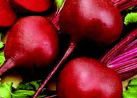 Early Wonder Beet Seeds