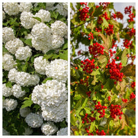 30 EUROPEAN CRANBERRY / SNOWBALL Tree Guelder Rose Viburnum Opulus Red Fruit White Flower Seeds